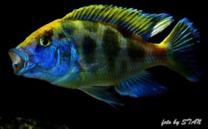 Nimbochromis venustus 'Senga Bay'