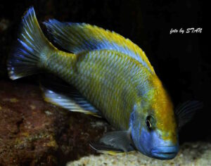 Nimbochromis venustus 'Senga Bay'