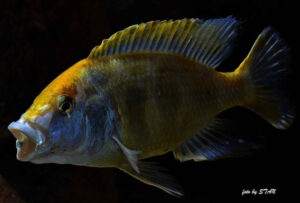 Nimbochromis venustus 'Senga Bay'