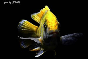Nimbochromis venustus 'Senga Bay'
