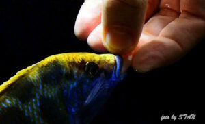 Nimbochromis venustus 'Senga Bay'