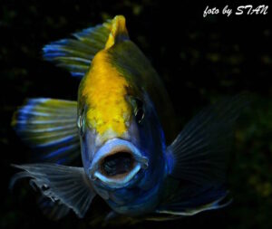 Nimbochromis venustus 'Senga Bay'