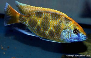 Nimbochromis venustus