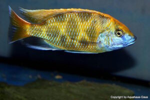 Nimbochromis venustus 'Zimbawe Rock'