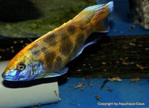 Nimbochromis venustus 'Zimbawe Rock'
