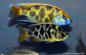 Nimbochromis venustus 'Zimbawe Rock'