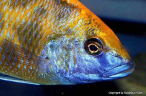 Nimbochromis venustus 'Zimbawe Rock'