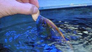 Nimbochromis venustus 'Zimbawe Rock'