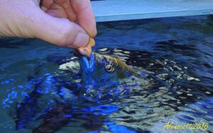 Nimbochromis venustus 'Zimbawe Rock'