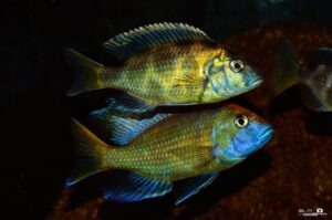 Nimbochromis venustus