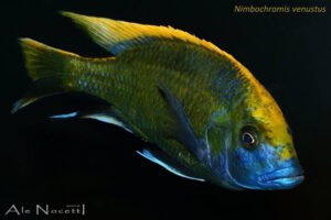 Nimbochromis venustus 'Zimbawe Rock'