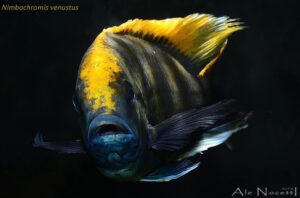 Nimbochromis venustus 'Zimbawe Rock'