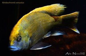 Nimbochromis venustus 'Zimbawe Rock'
