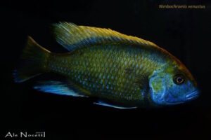 Nimbochromis venustus 'Zimbawe Rock'