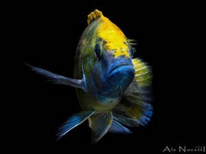 Nimbochromis venustus 'Zimbawe Rock'
