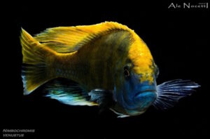 Nimbochromis venustus 'Zimbawe Rock'