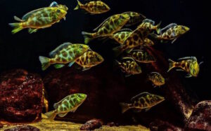 Nimbochromis venustus 'Zimbawe Rock'
