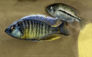 Nyassachromis-Arten-Galerie