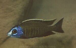 Nyassachromis breviceps 'Nkhomo Reef'