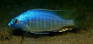 Nyassachromis leuciscus 'Thumbi West Island'