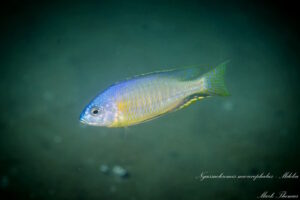 Nyassachromis microcephalus 'Mdoka'