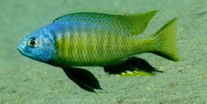 Nyassachromis microcephalus Arten