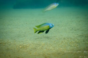 Nyassachromis microcephalus 'Mdowa'