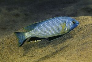 Nyassachromis microcephalus 'Ntekete'