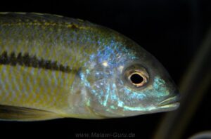 Nyassachromis nigritaeniatus 'Chipoka'