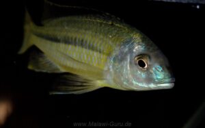 Nyassachromis nigritaeniatus 'Chipoka'