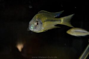 Nyassachromis nigritaeniatus 'Chipoka'