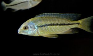 Nyassachromis nigritaeniatus 'Chipoka'