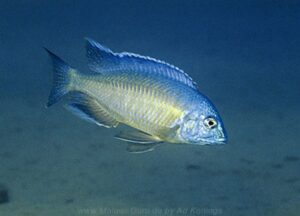 Nyassachromis nigritaeniatus 'Ntekete'
