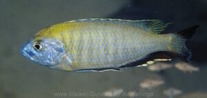 Nyassachromis prostoma 'Chuanga'