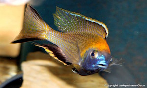 Nyassachromis prostoma