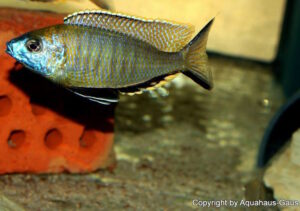 Nyassachromis prostoma
