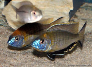 Nyassachromis prostoma 'Gome'