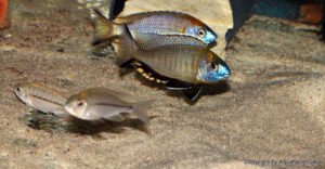 Nyassachromis prostoma