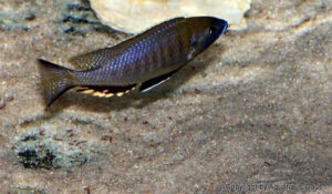 Nyassachromis prostoma 'Gome'
