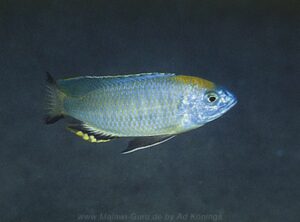 Nyassachromis prostoma Arten