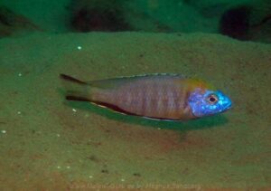 Nyassachromis prostoma 'Jalo Reef'