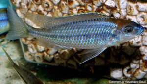 Nyassachromis prostoma