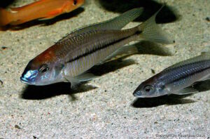 Nyassachromis prostoma 'Kanchedza Island'
