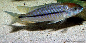 Nyassachromis prostoma