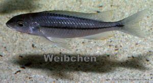 Nyassachromis prostoma 'Kanchedza Island'