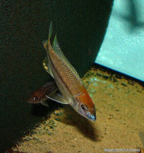 Nyassachromis prostoma 'Kanchedza Island'