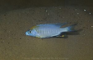 Nyassachromis prostoma 'Liuli'