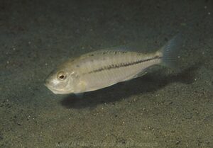 Nyassachromis prostoma 'Narungu'