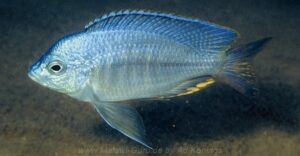 Nyassachromis serenus