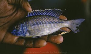 Nyassachromis serenus 'Yofu Bay'